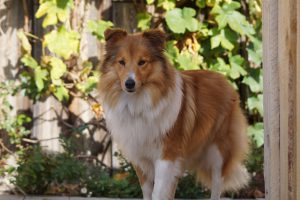 IMG-20160815-WA0021