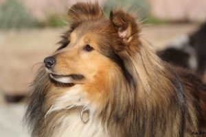 Sheltie_Jeff_1