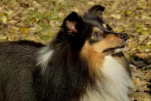Sheltie_Linus_3